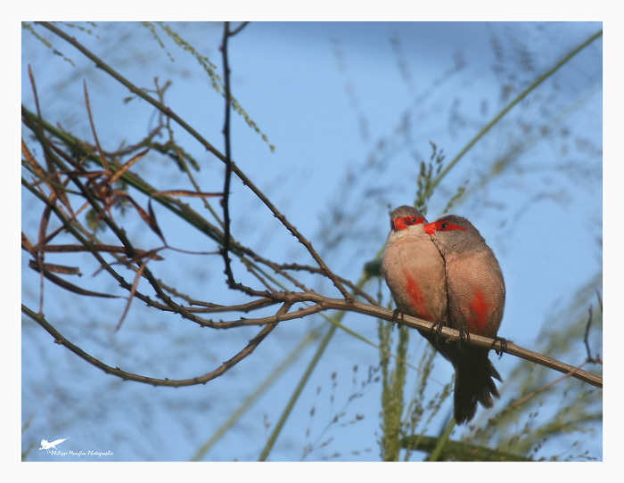 couple bec rose   copie