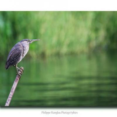 Catégorie par défaut