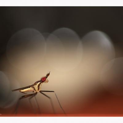 IMG_2063 copie fb   copie