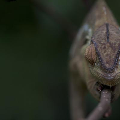 IMG_2072 é copie REFLEX