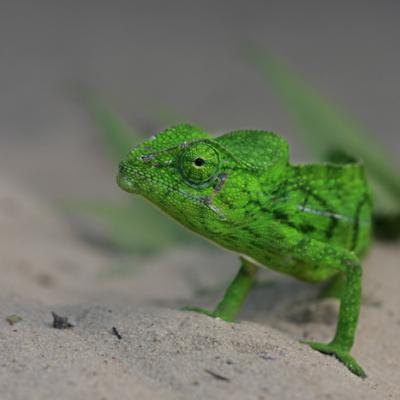 il etait une fois madagascar